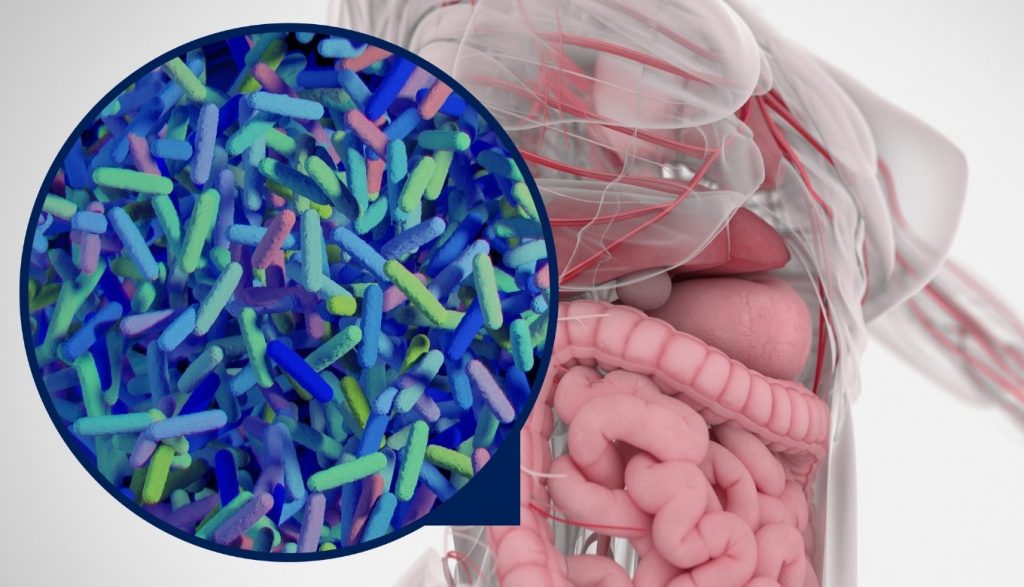 Gut bacteria & gut health